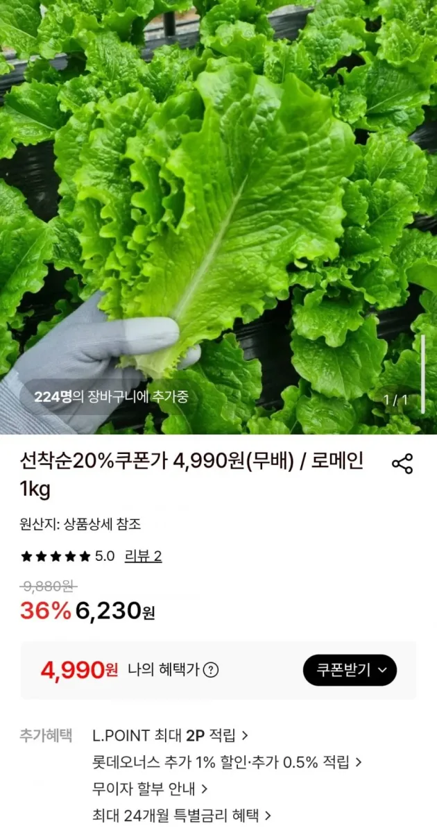 [롯데온] 로메인 1kg (4,990원/무료)