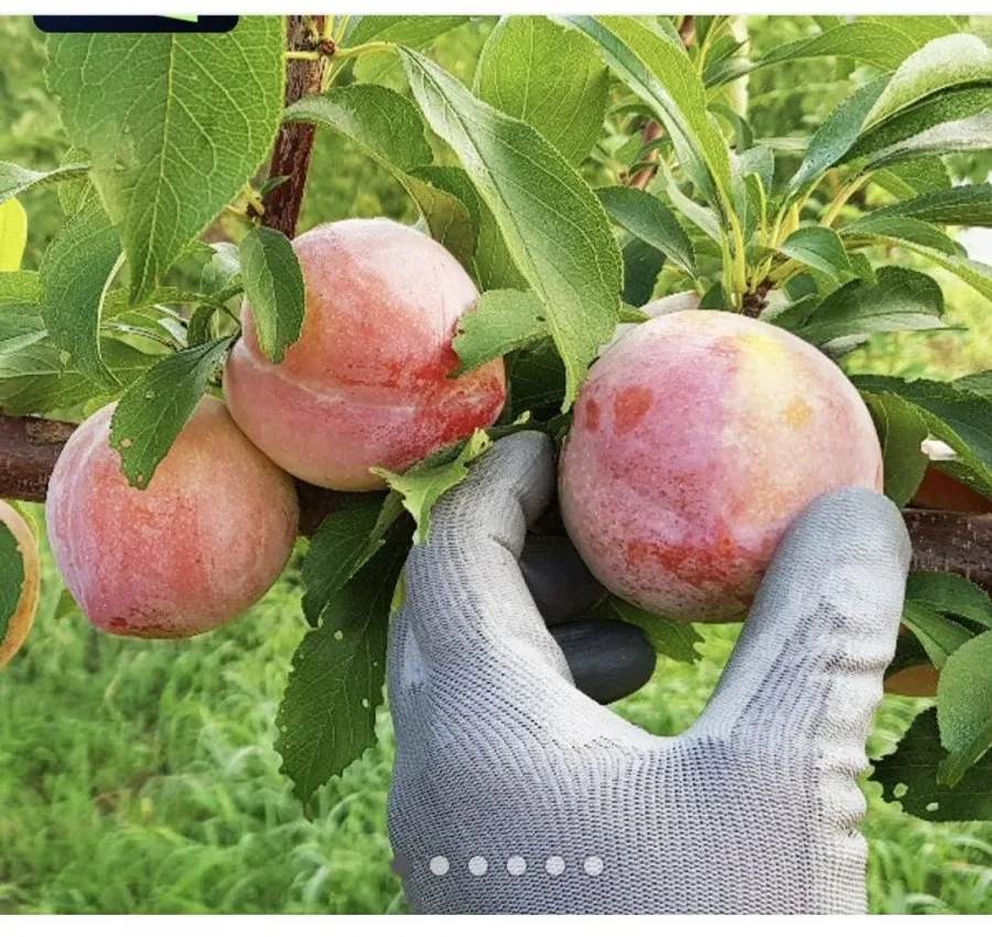 [카카오] 의성 옥자두 추희품종 2kg 대과 (14,210원/무료)