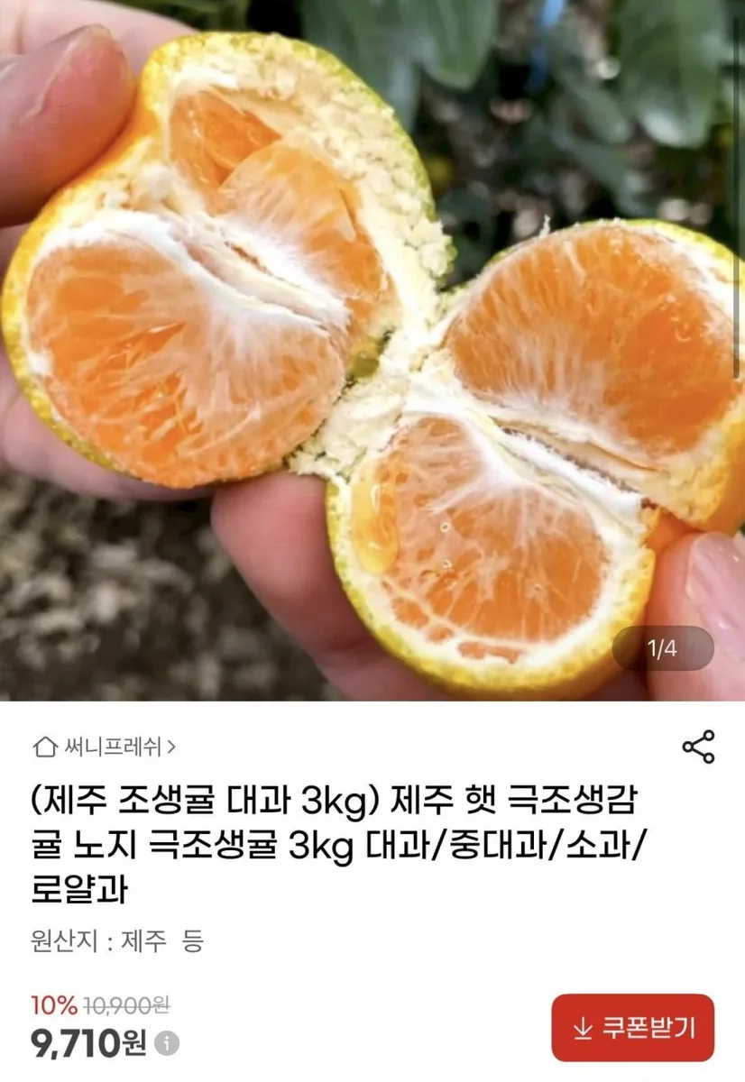 [지마켓] 제주 극조생감귤 대과 3kg (9,710원/무료)