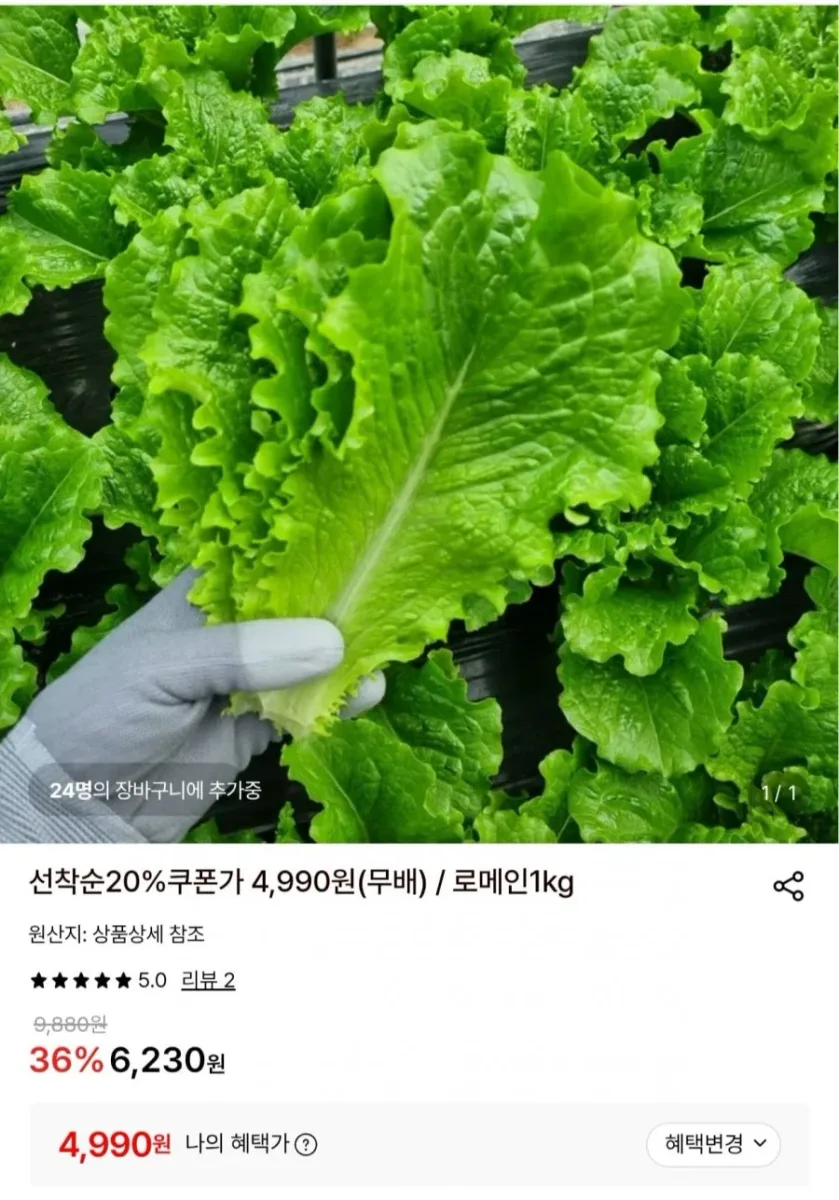 [롯데온] 로메인 상추 1kg (4,990원/무료)