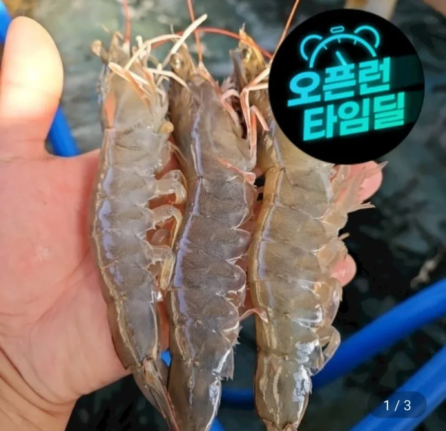 [지마켓]국내산 제철 활 흰다리새우 1kg 대사이즈 (28~32미) (15,980원/무료)