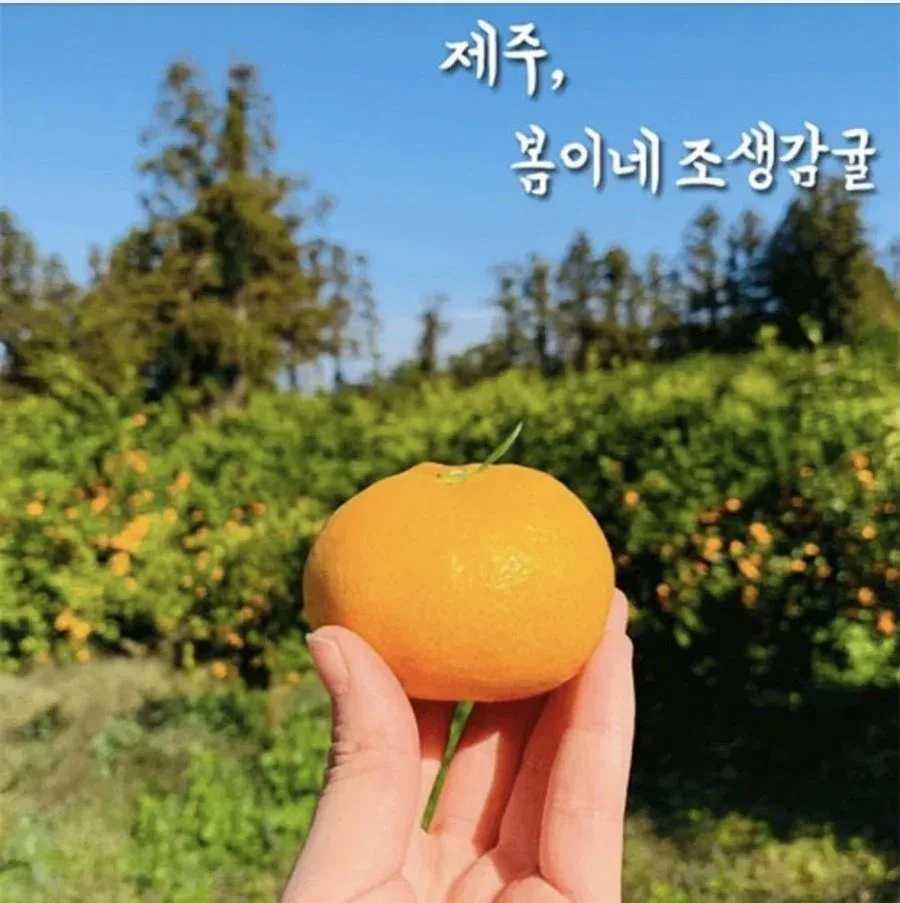 [네이버] 노지 조생감귤 꼬마과 3kg (9,900원/무배)