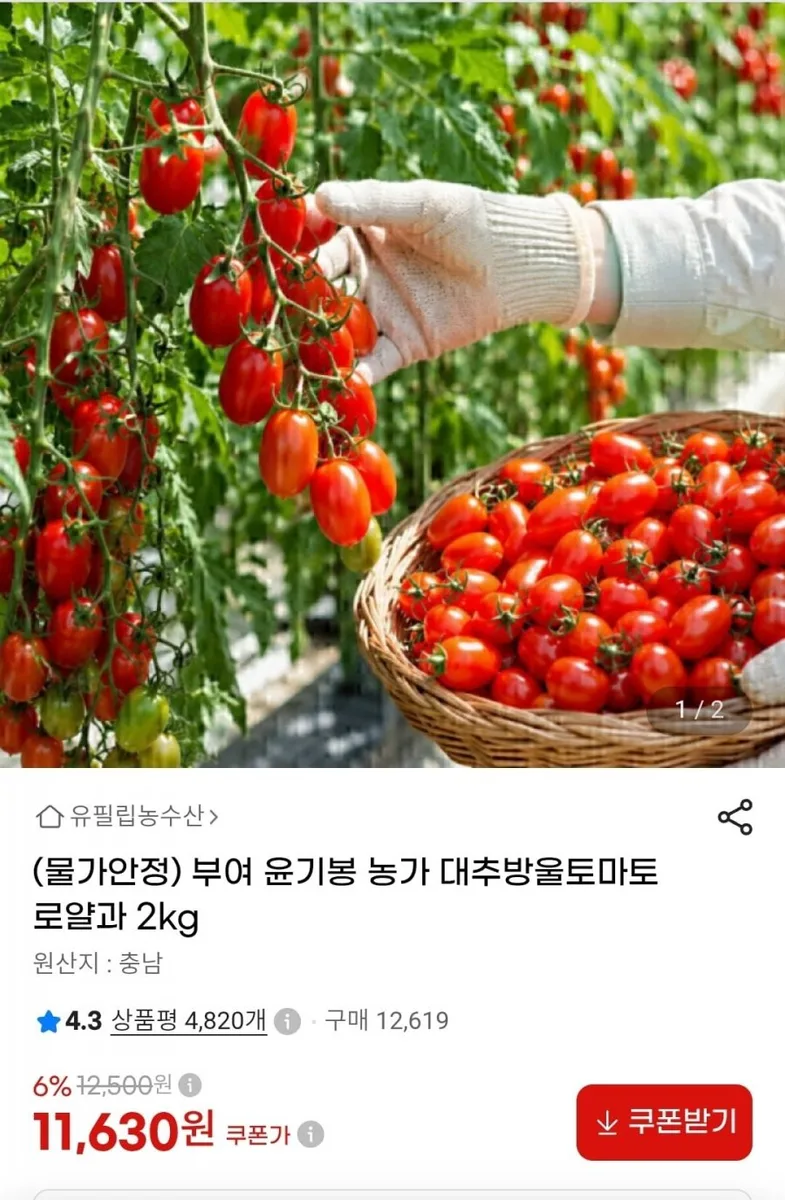 [지마켓] 부여 대추방울토마토 로얄과 2kg(11,630원/무료)