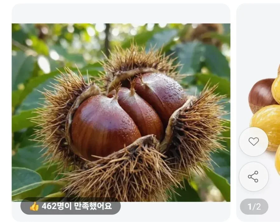 [11번가] 국산 공주 밤 2kg (15,900원/무료)