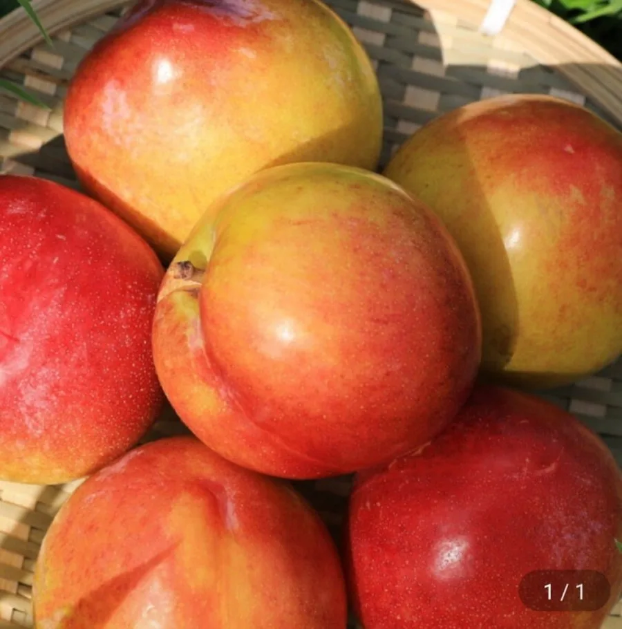 [G마켓] 추희자두 대과 3kg 30개 내외 고당도 (18,510원/무배)