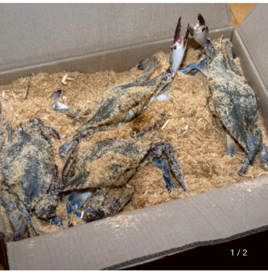 [지마켓] 활 톱밥꽃게 3kg 12미 내외 (36,340원/무료)