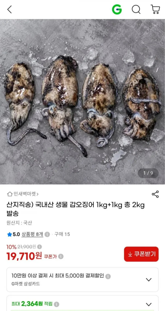 [지마켓] 국내산 생물 갑오징어 2kg(19,710원/무료)