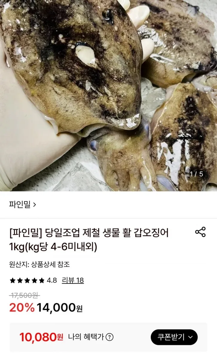 [롯데온] 국내산 생물 활 갑오징어 1kg 4-6미 (토스10,080원 / 무료)