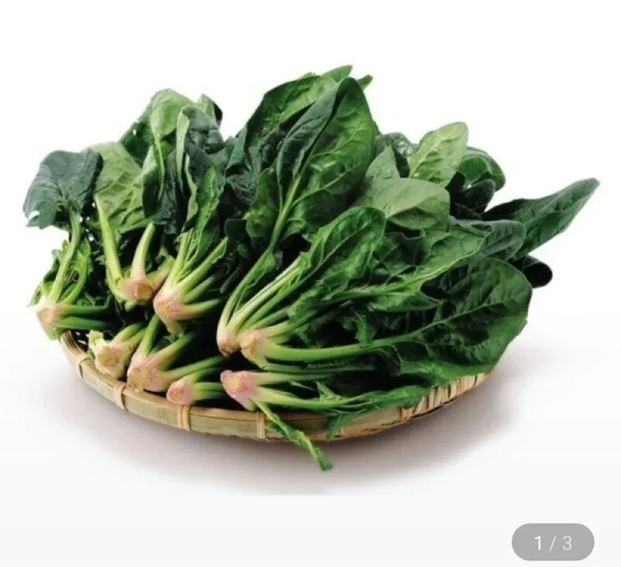 [지마켓] 국내산 시금치2kg (10,290원/무료)