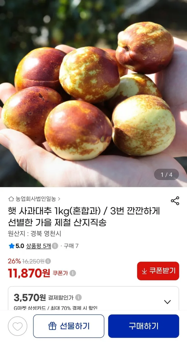 [지마켓] 햇 사과대추 1kg (혼합과) (11,870원/무료)