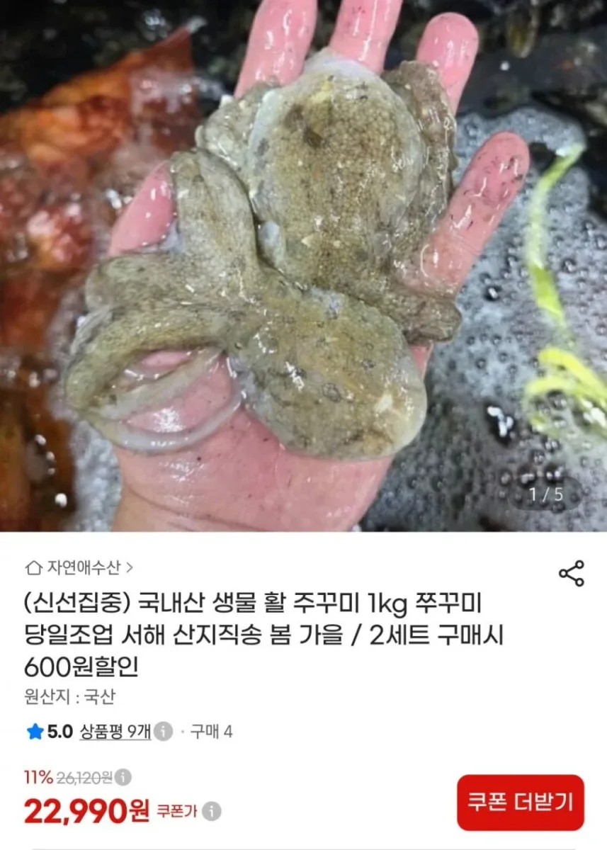 [지마켓] 국내산 생물 활 쭈꾸미 1kg 15-20미 (22,990원/무료)
