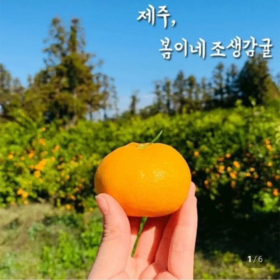 [네이버] 노지 조생 감귤 로얄과 3kg (9,900원/무료배송)