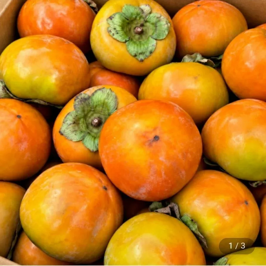 [지마켓] 고당도 햇단감 혼합과 5kg (13,950원/무료배송)