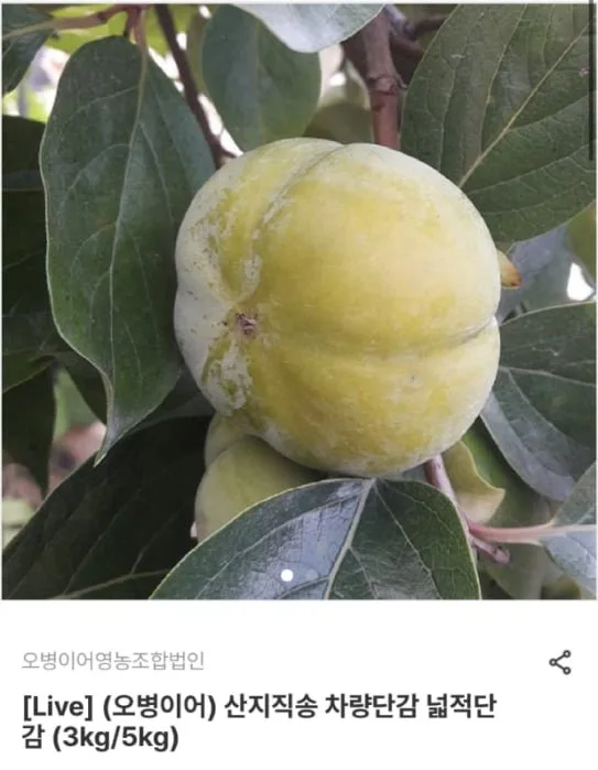 [그립] 산지직송 차량단감 3kg (9,030원~/무료)