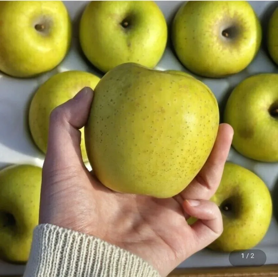 [지마켓] 경북 시나노골드 황금사과 5kg 소과 (13,560원/무료)