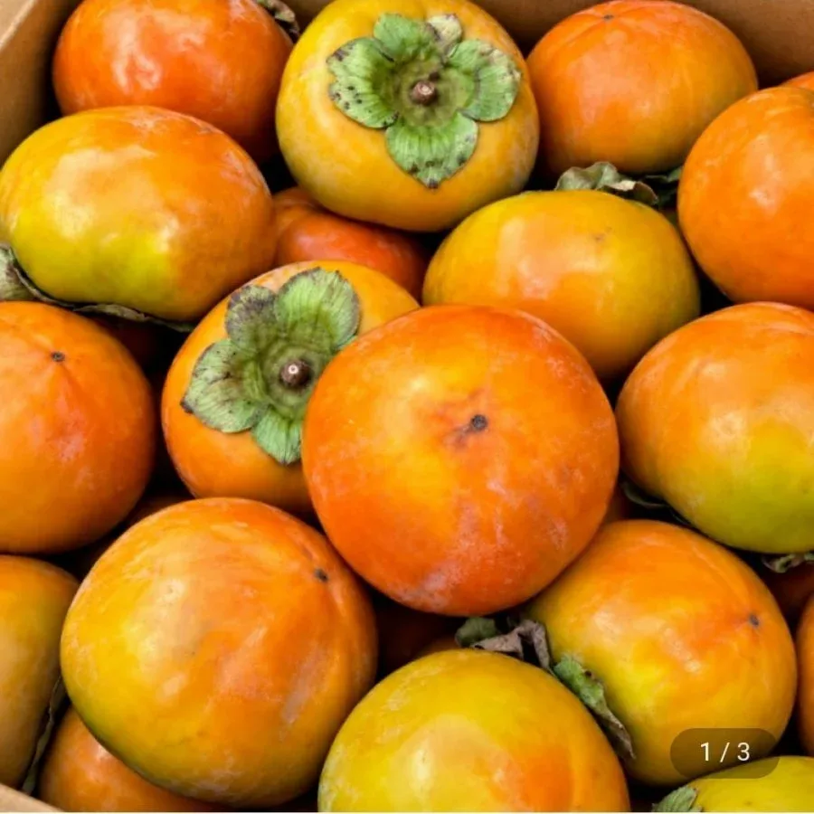 [지마켓] 햇단감 5kg (30-35과) (13,950원/무료배송)