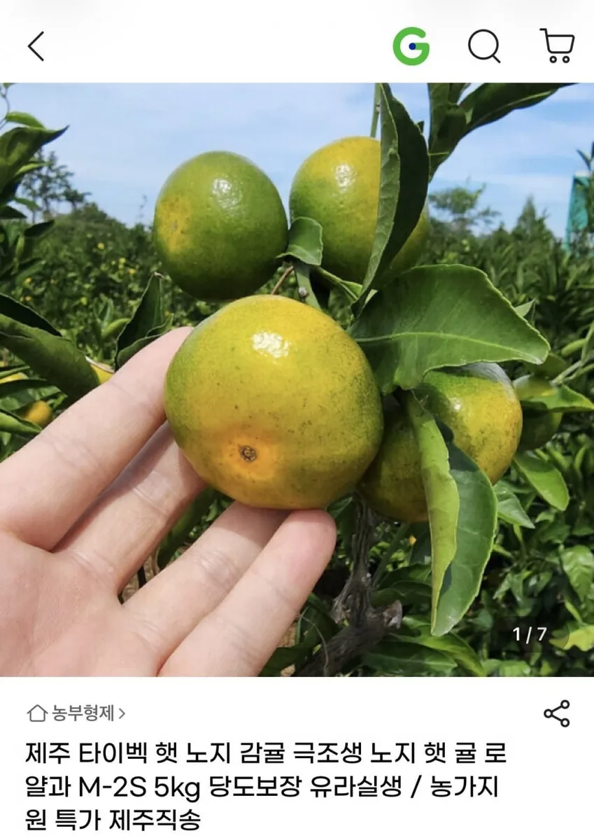 [지마켓]제주 타이벡 햇 노지 감귤 극조생 5kg 2S~M (12,640원/무료)
