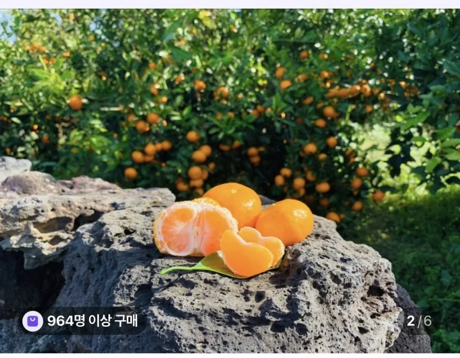 [네이버] 극조생 노지감귤 3kg 꼬마과 (9,900원/무료배송)