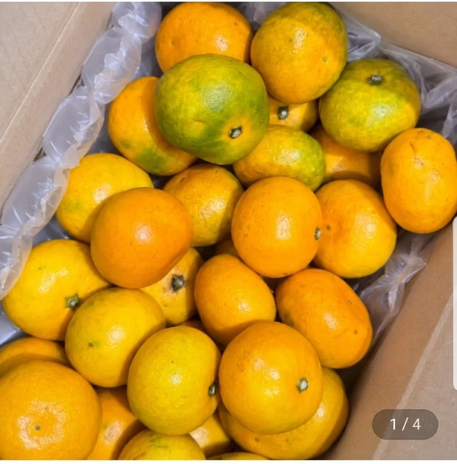 [지마켓] 가정용 귤 랜덤과 (2S-2L) 5kg (8,550원/무료배송)