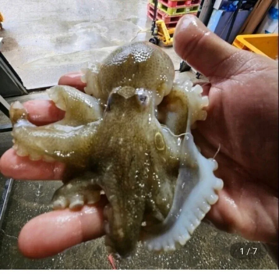 [지마켓] 국내산 제철 활 주꾸미 1kg (22,940원/무료)
