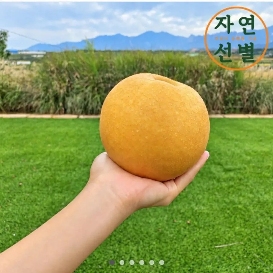 [카카오] 2026 햇배 대과 2.5kg (8,750원 / 무료배송)