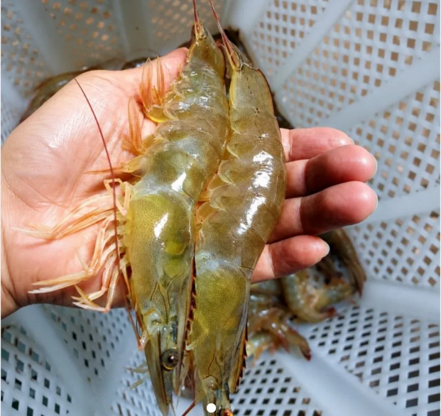 [남도장터]신안 활 흰다리새우 1kg(34미내외)(18,480원/무배)